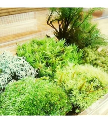 Amazon.co.jp: 【めだか街道】ヒカゲノカズラ 3束セット : DIY・工具